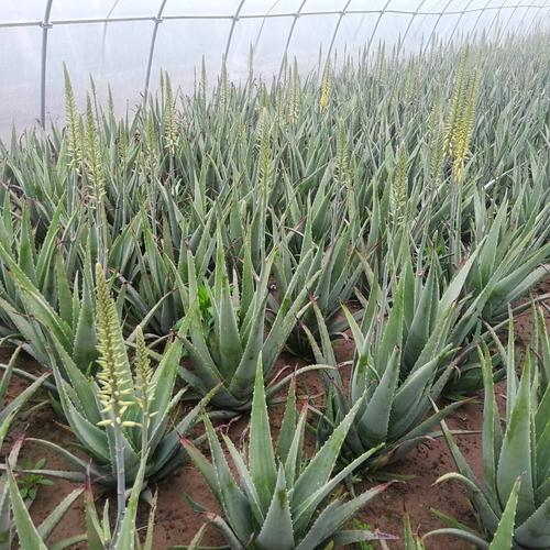 库拉索芦荟品种有哪些?附图片识别指南。-图3 库拉索芦荟品种有哪些?附图片识别指南。-图3