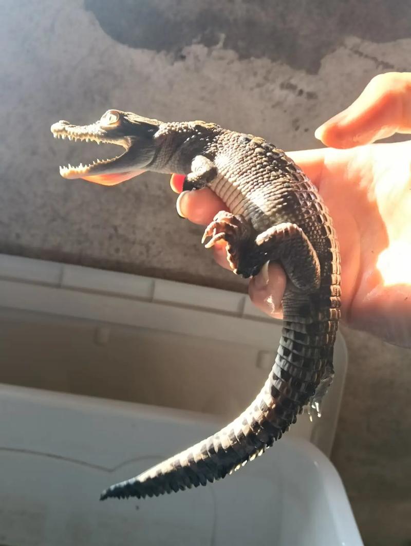 鳄鱼养殖技术直播怎么学？-图3