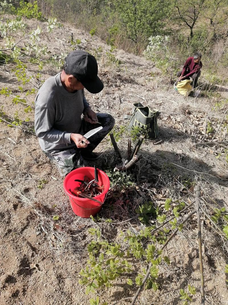 板栗夏季嫁接技术视频要点有哪些？-图1
