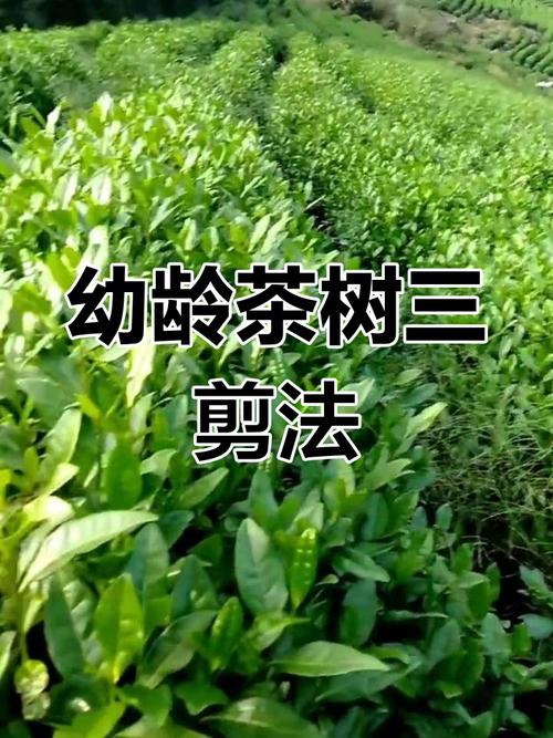 幼龄茶树修剪怎么剪才对?-图1 幼龄茶树修剪怎么剪才对?-图1