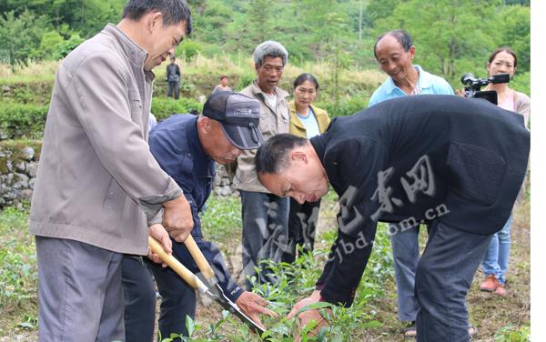 幼龄茶树修剪怎么剪才对?-图2 幼龄茶树修剪怎么剪才对?-图2
