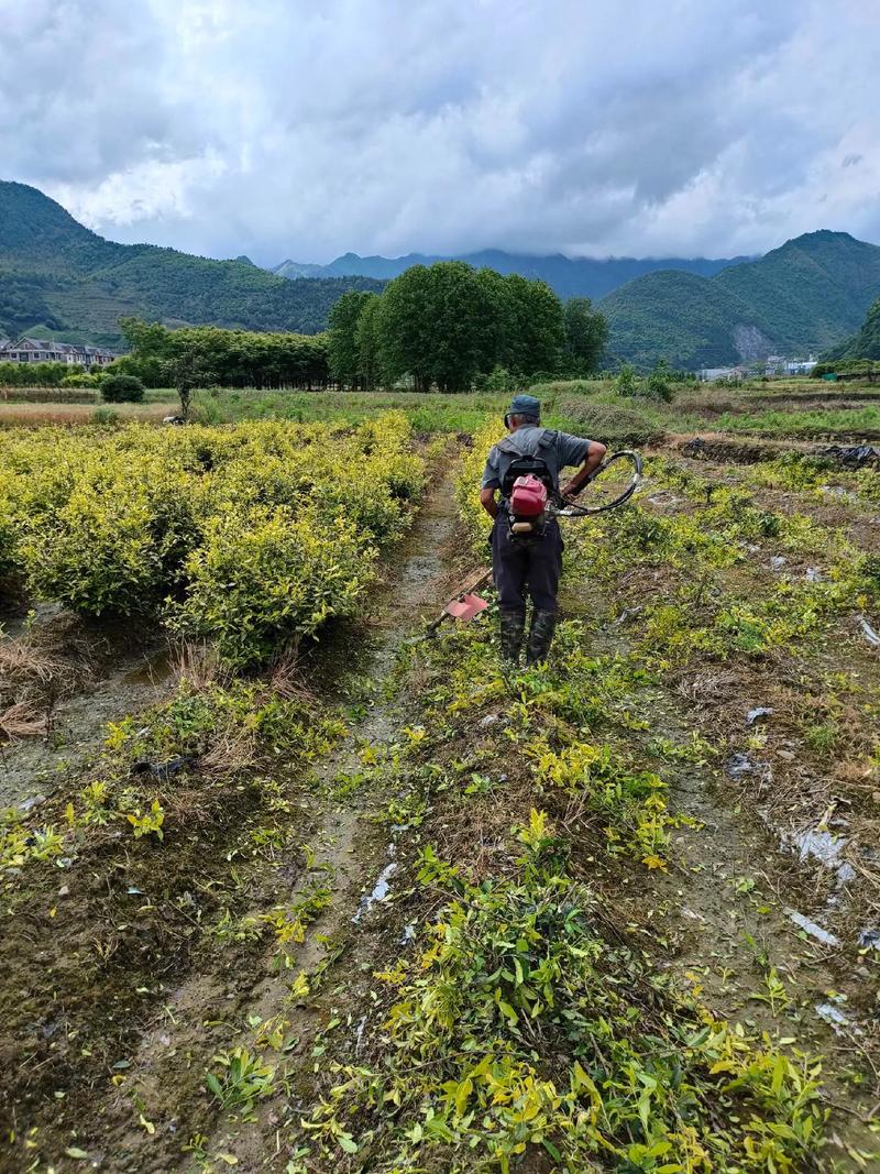 幼龄茶树修剪怎么剪才对?-图3 幼龄茶树修剪怎么剪才对?-图3