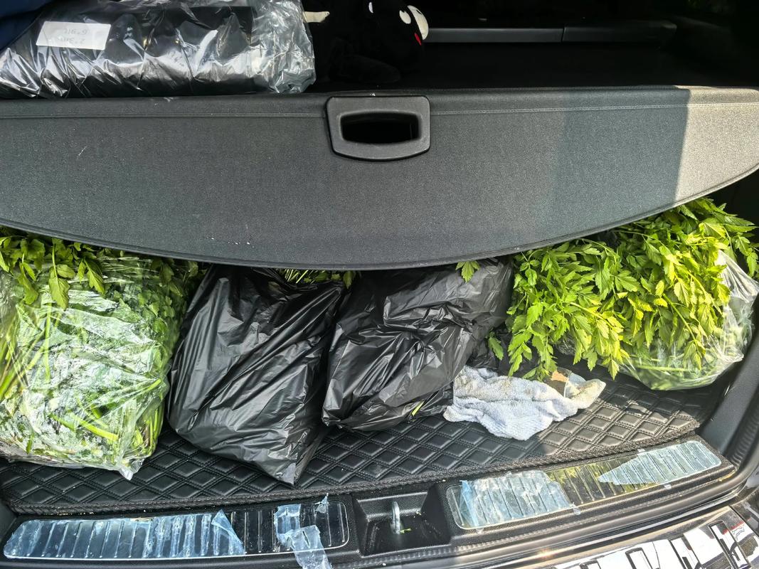 水芹水上种植技术教程怎么学？-图1