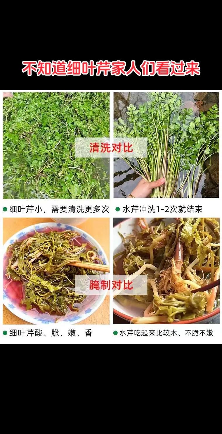 水芹水上种植技术教程怎么学？-图2