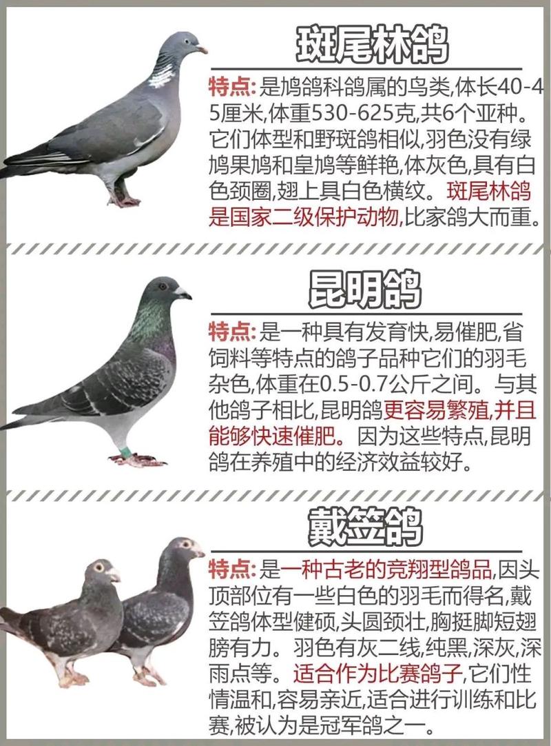 中国鸽子有哪些常见品种？-图1