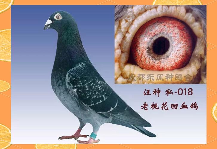 中国鸽子有哪些常见品种？-图2