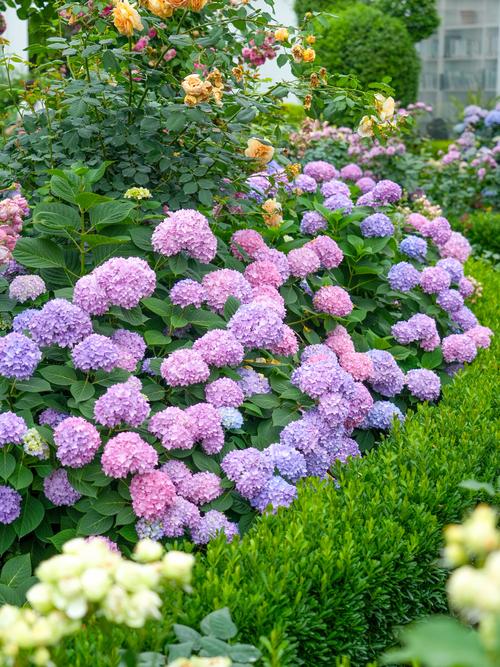 绣球哪个品种最好？-图2