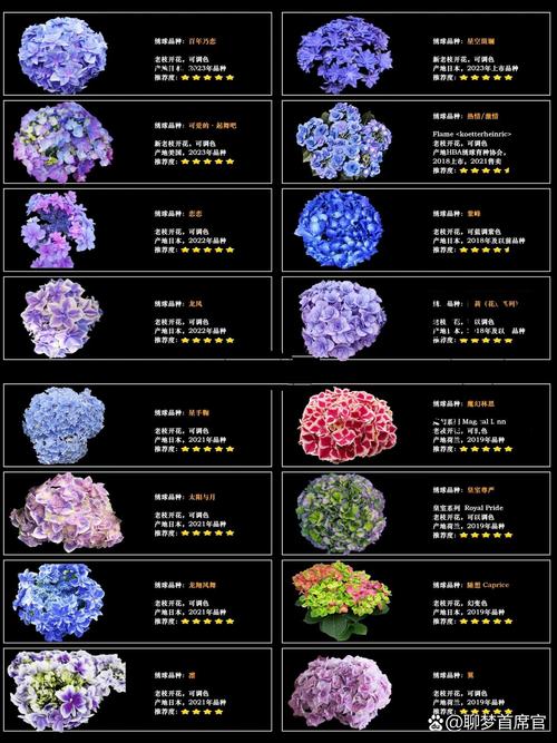 绣球哪个品种最好？-图1