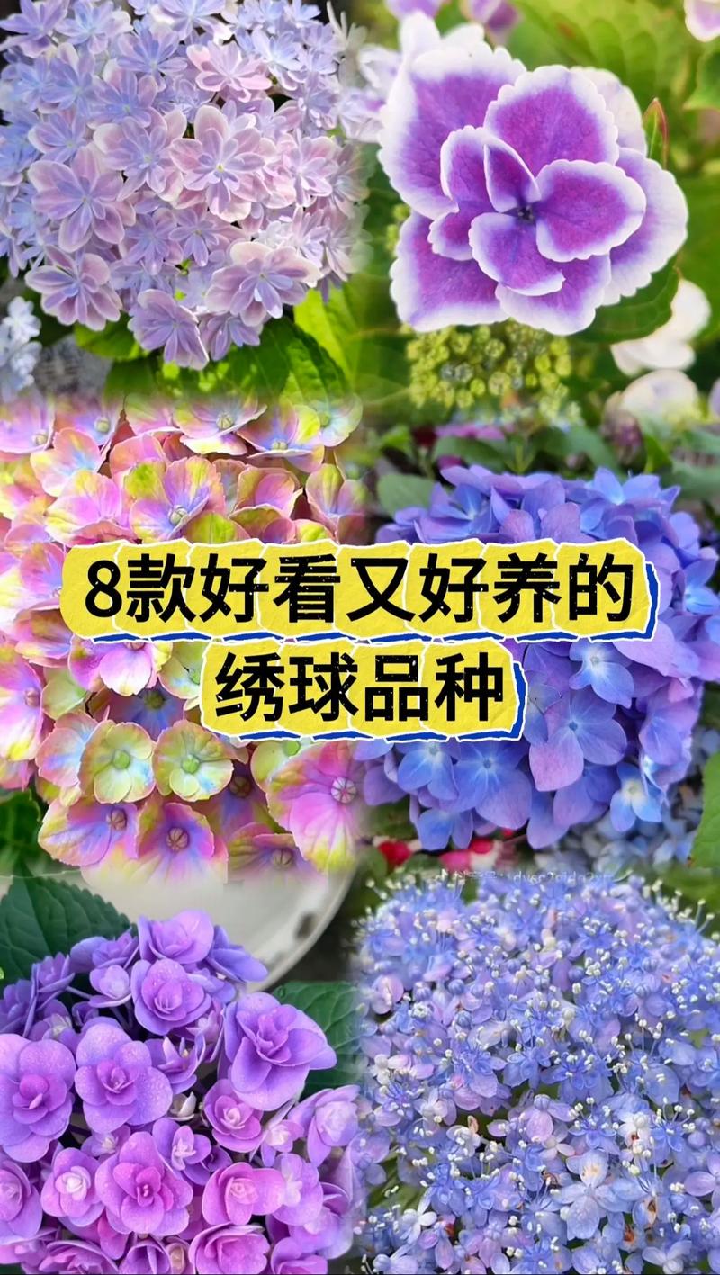 绣球哪个品种最好？-图3