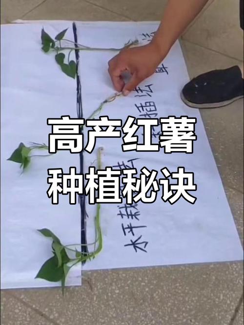 红薯高产技术全套视频-图3