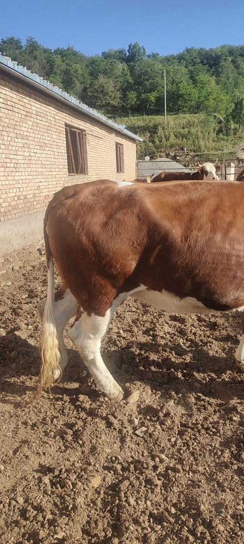 宁夏适合养什么肉牛品种？-图1