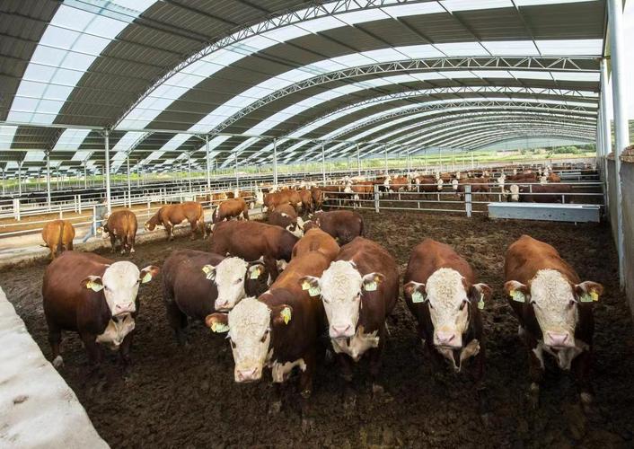 宁夏适合养什么肉牛品种？-图2