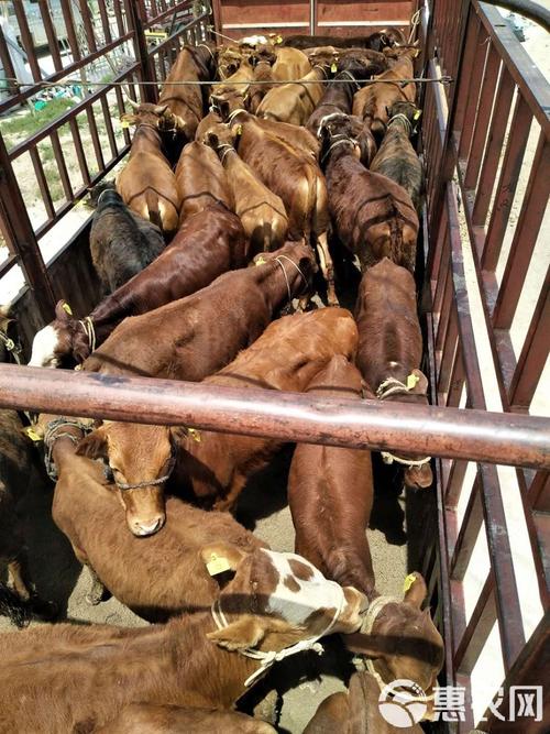 宁夏适合养什么肉牛品种？-图3