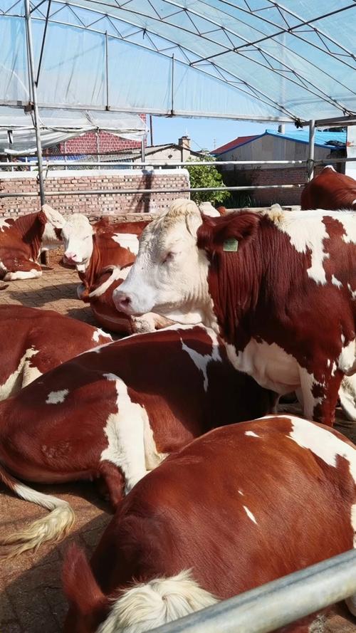 西门塔尔牛有哪些常见品种？-图2