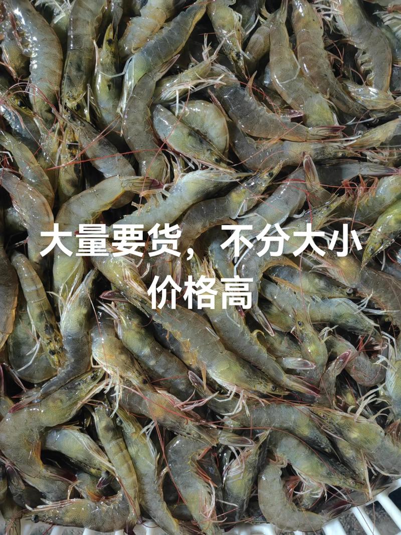 2025国内冰虾价格会涨还是跌？-图3