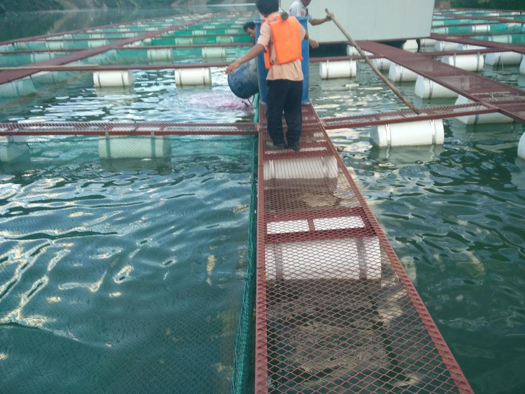 网箱泥鳅养殖技术视频怎么学？-图1