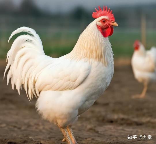 最新肉鸡流行肉鸡品种-图2 最新肉鸡流行肉鸡品种-图2