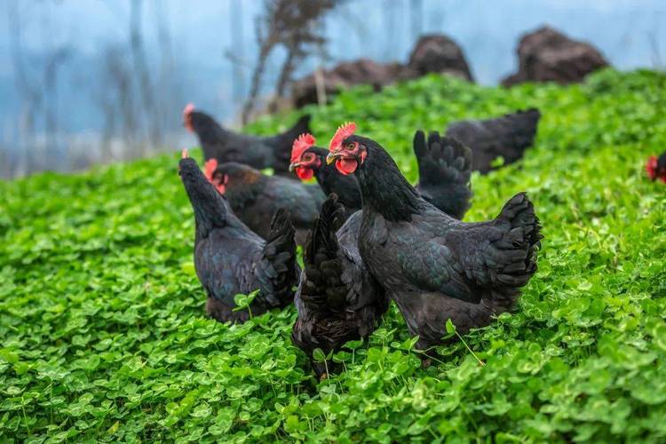 最新肉鸡流行肉鸡品种-图3 最新肉鸡流行肉鸡品种-图3