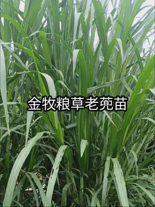 哪些牧草品种优质又高产？-图3