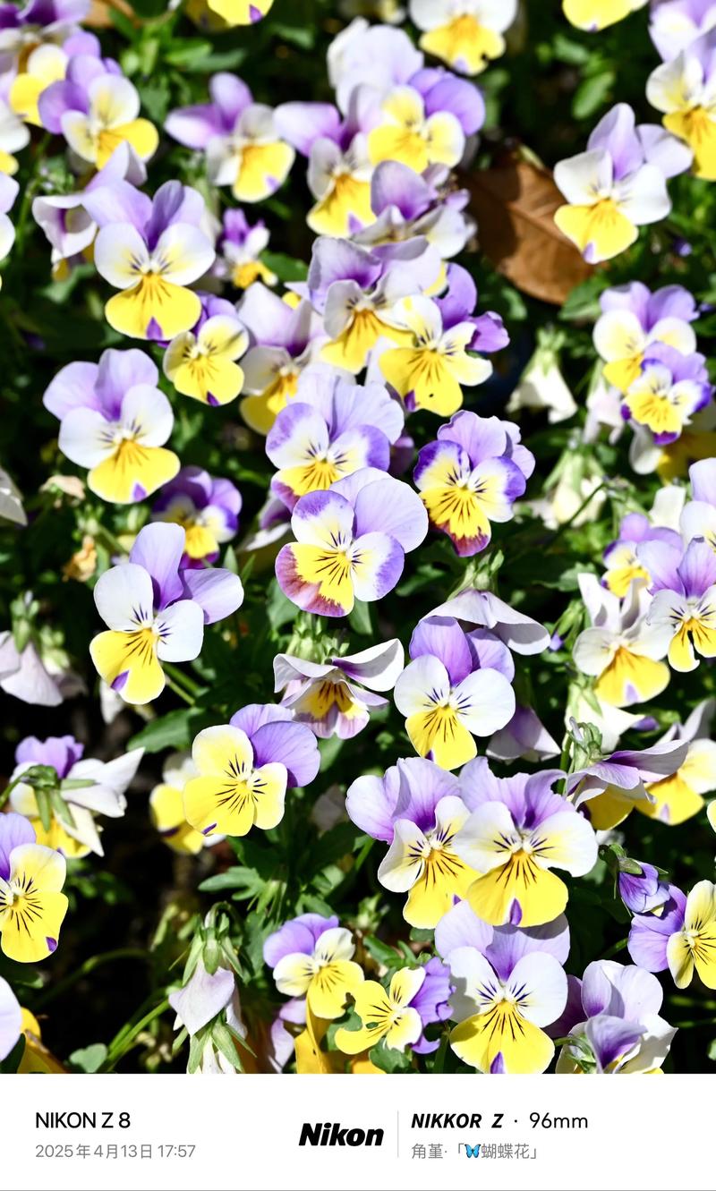 角堇哪个品种最漂亮？-图1