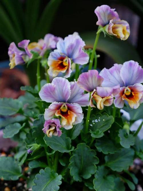 角堇哪个品种最漂亮？-图2