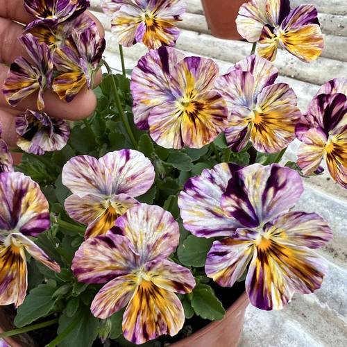 角堇哪个品种最漂亮？-图3