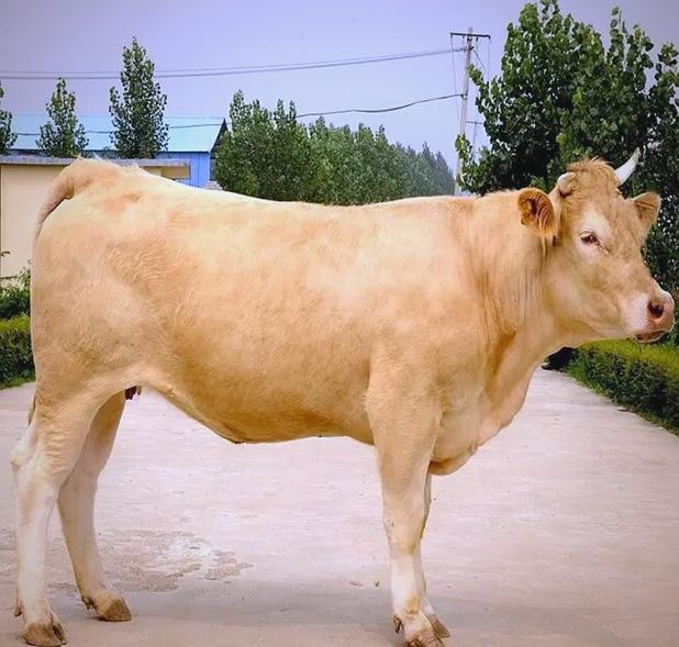 中国常见肉牛品种有哪些？-图3