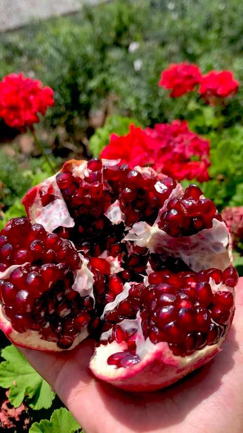 石榴有哪些颜色品种？-图2