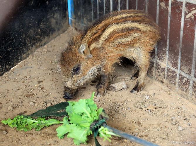 哪些品种适合人工养殖?-图1 哪些品种适合人工养殖?-图1