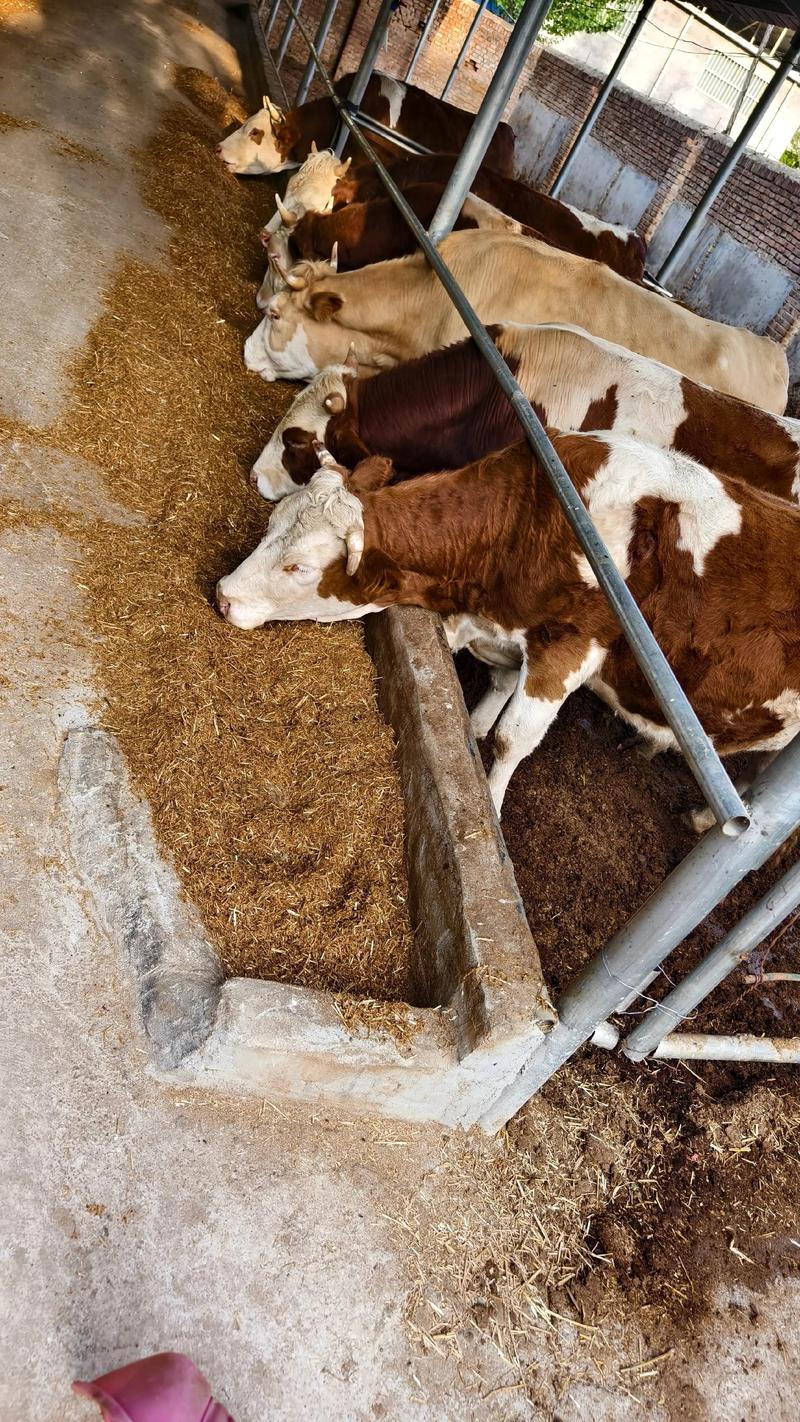 吉林纯种肉牛养殖技术有哪些关键要点?-图1 吉林纯种肉牛养殖技术有哪些关键要点?-图1