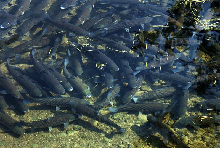 浙江水产养殖主养品种有哪些？-图1