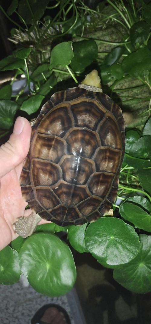 南方乌龟品种有哪些？-图1