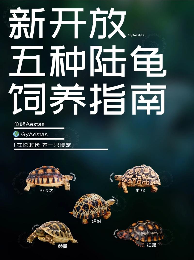 南方乌龟品种有哪些？-图3