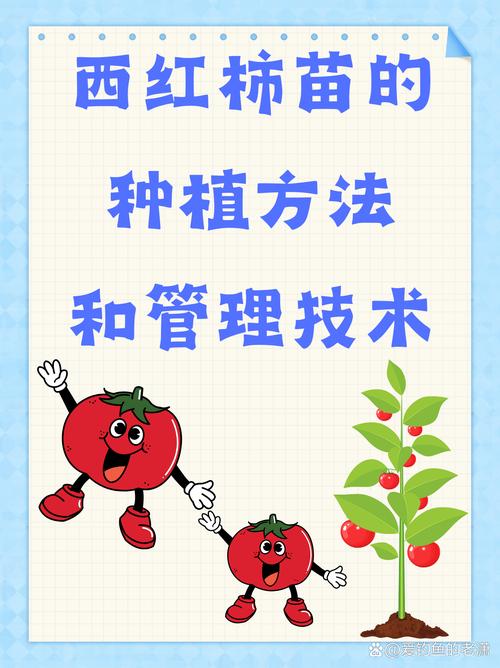 西红柿怎么种才能高产？-图1