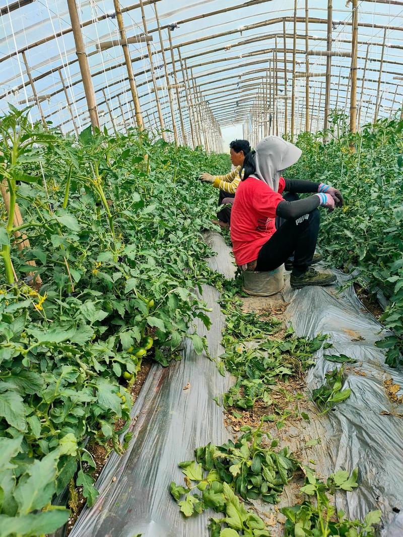 西红柿怎么种才能高产？-图2