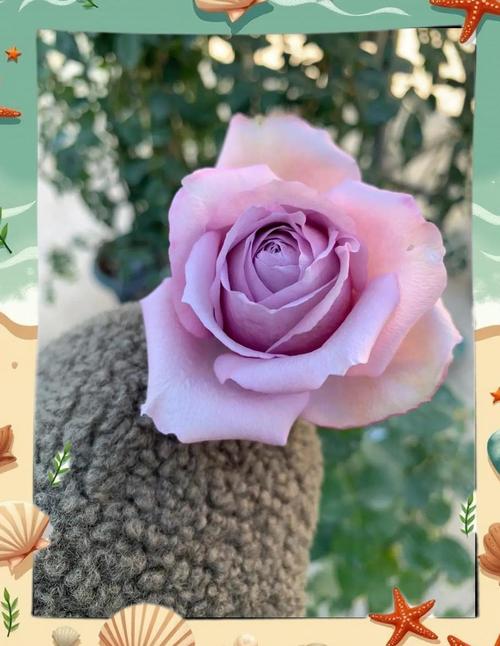 紫色浓香月季品种有哪些?-图3 紫色浓香月季品种有哪些?-图3