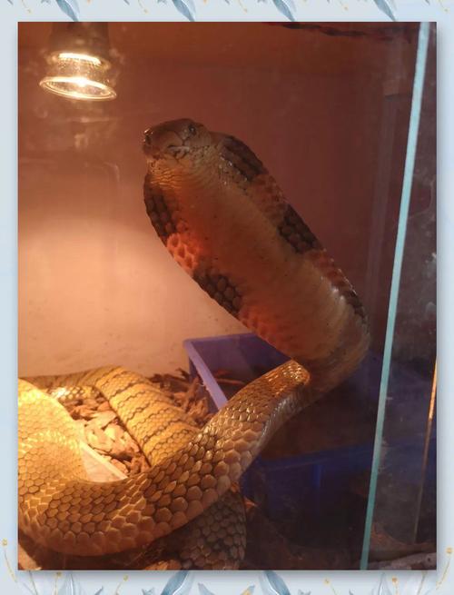 眼镜王蛇养殖技术视频怎么学？-图2