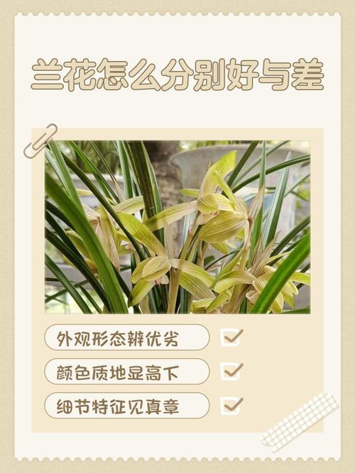 新手如何快速辨别兰花品种？-图1