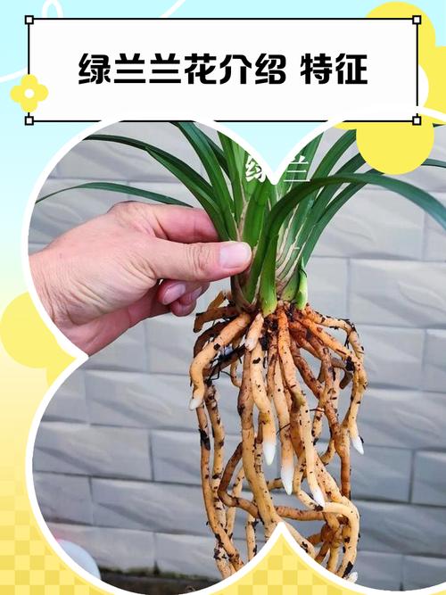 新手如何快速辨别兰花品种？-图2