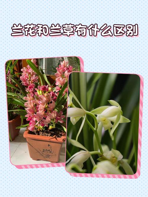 新手如何快速辨别兰花品种？-图3