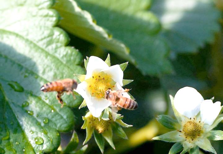 大棚蜜蜂如何安全过冬？-图2