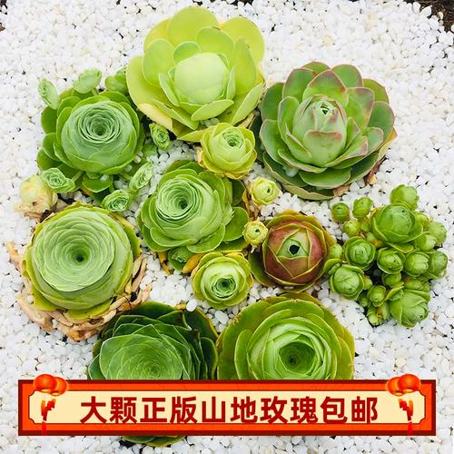 山地玫瑰品种名称图片有哪些?-图1 山地玫瑰品种名称图片有哪些?-图1