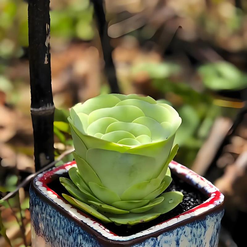 山地玫瑰品种名称图片有哪些?-图3 山地玫瑰品种名称图片有哪些?-图3