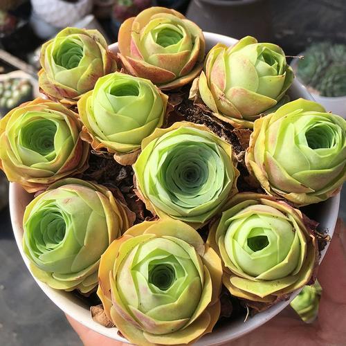 山地玫瑰品种名称图片有哪些?-图2 山地玫瑰品种名称图片有哪些?-图2