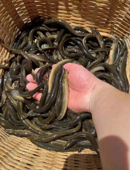 泥鳅养殖技术视频高清版怎么学？-图1