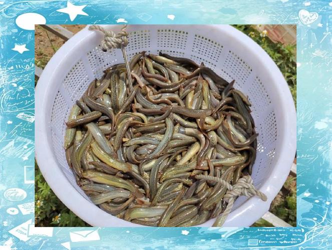 泥鳅养殖技术视频高清版怎么学？-图3