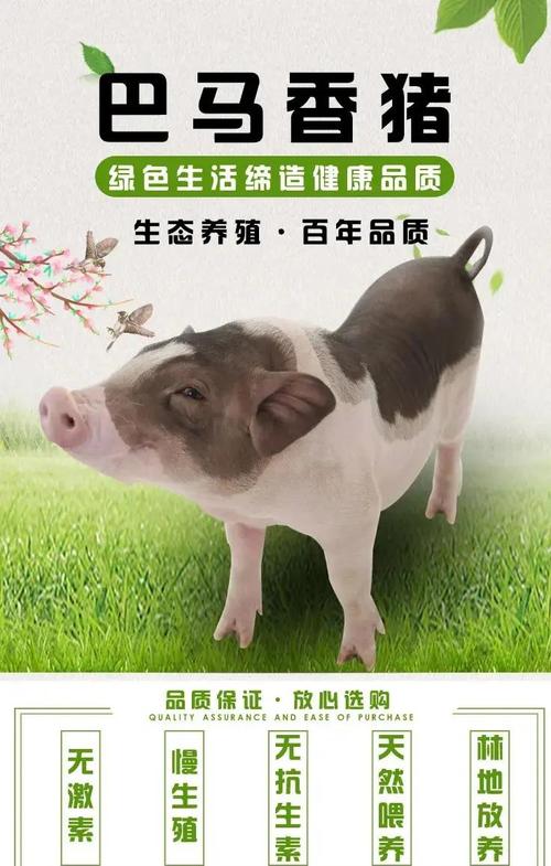 当前哪些小猪品种最优？-图2