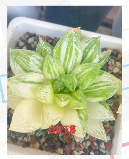 玉露闷死常见品种有哪些？-图3