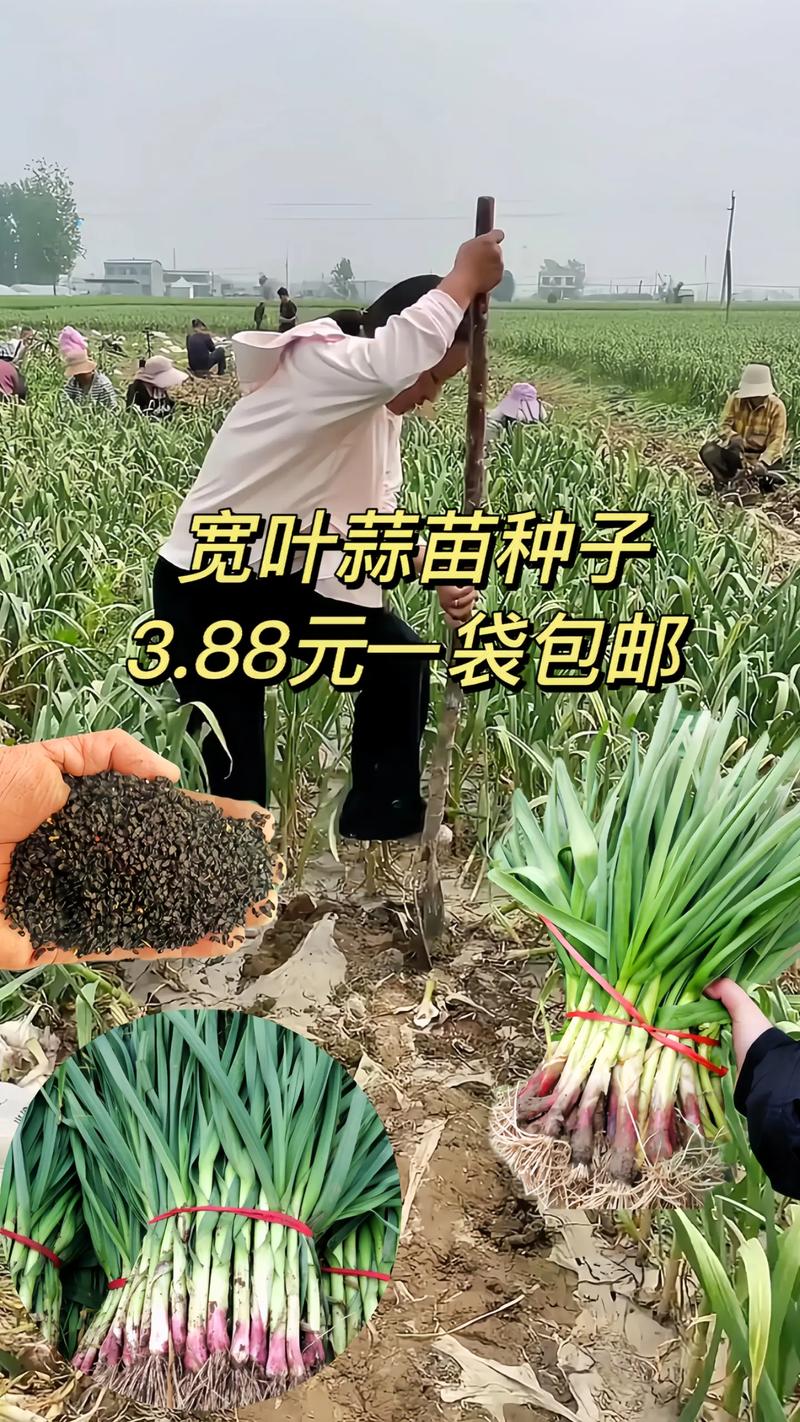 湖南蒜苗价格最新行情如何？-图2