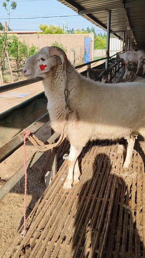 小尾寒羊高效植技术如何实现?-图2 小尾寒羊高效植技术如何实现?-图2